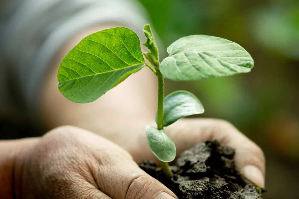 自分の庭の植物のように大切に扱っている様子